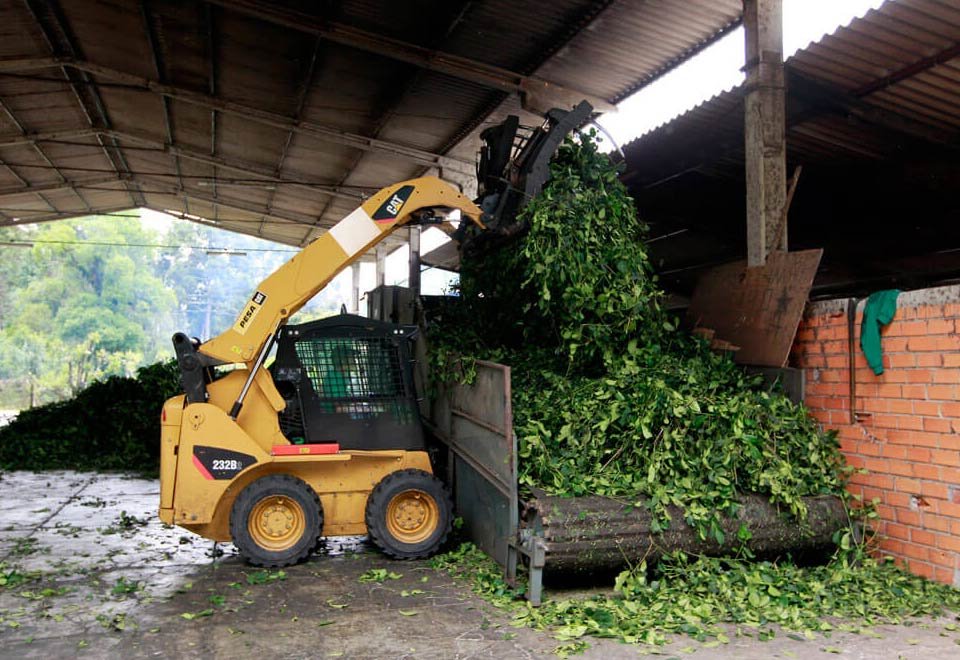 Produção de erva-mate